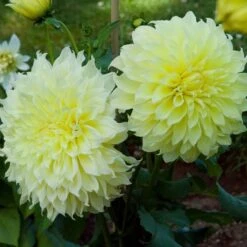 Dahlia 'Kelvin Floodlight' -Verdelyn Sales x600 21566