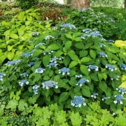 Hydrangea Serrata 'Blue Billow' -Verdelyn Sales x600 21607