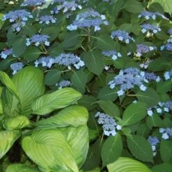 Hydrangea Serrata 'Blue Billow' -Verdelyn Sales x600 21608