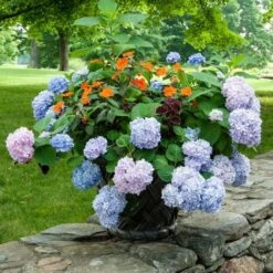 Hydrangea Macrophylla Endless Summer® -Verdelyn Sales x600 21613