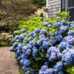 Hydrangea Macrophylla Endless Summer® -Verdelyn Sales x600 21614