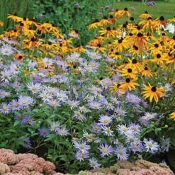 Aster X Frikartii 'Mönch' -Verdelyn Sales x600 21622