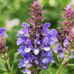 Long-Season Hummingbird Garden 15 Long-Season Hummingbird Garden -Verdelyn Sales x600 21627