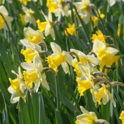 Narcissus 'Cornish King' -Verdelyn Sales x600 21764