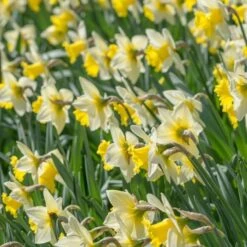 Narcissus 'Cornish King' -Verdelyn Sales x600 21765