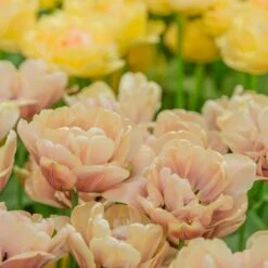 Tulip 'La Belle Epoque' -Verdelyn Sales x600 21869