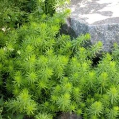 Sedum Rupestre 'Angelina' -Verdelyn Sales x600 21901