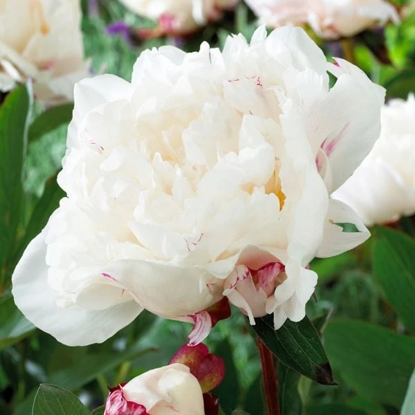 Peony 'Myrtle Gentry' 2 Peony 'Myrtle Gentry' - Image 2