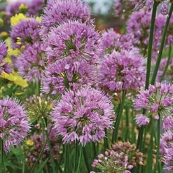 Pollinator Bulb & Perennial Garden -Verdelyn Sales x600 21950 1