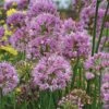 Allium 'Millenium'