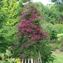 Clematis 'Sweet Summer Love' -Verdelyn Sales x600 22004