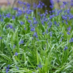 Pollinator Bulb Collection -Verdelyn Sales x600 22087