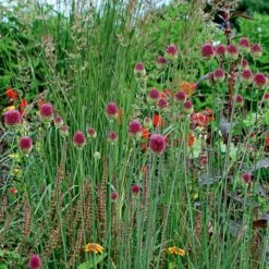 Allium Sphaerocephalon -Verdelyn Sales x600 22112