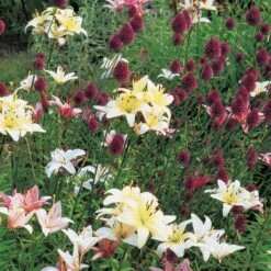 Allium Sphaerocephalon -Verdelyn Sales x600 22113