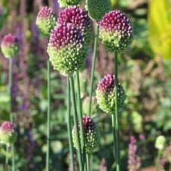 Allium Sphaerocephalon -Verdelyn Sales x600 22114