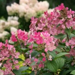 Hydrangea Paniculata Little Quick Fire® -Verdelyn Sales x600 22163