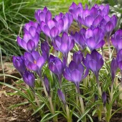 Pollinator Bulb Collection -Verdelyn Sales x600 22165
