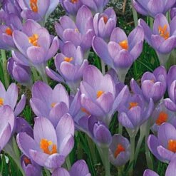 Pollinator Bulb & Perennial Garden -Verdelyn Sales x600 22170 1