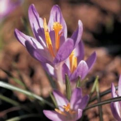 Crocus Tommasinianus -Verdelyn Sales x600 22172