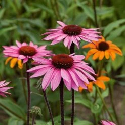 Echinacea Purpurea Prairie Pillars™ 'Merlot' -Verdelyn Sales x600 22175