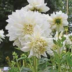 Dahlia 'White Perfection' -Verdelyn Sales x600 22188