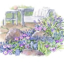 Pollinator Bulb Collection -Verdelyn Sales x600 22189