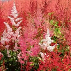 Cornerstone Astilbe Collection 7 Cornerstone Astilbe Collection -Verdelyn Sales x600 22205