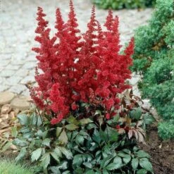 Astilbe X Arendsii 'Fanal'