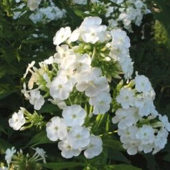 Phlox Paniculata 'David'