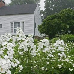 Phlox Paniculata 'David' -Verdelyn Sales x600 22213