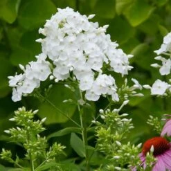 Phlox Paniculata 'David' -Verdelyn Sales x600 22214