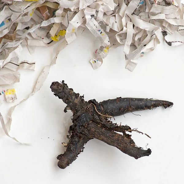 Mertensia Virginica 8 Mertensia Virginica - Image 8