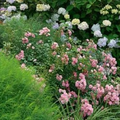 Rose 'The Fairy' -Verdelyn Sales x600 22305