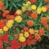Asclepias Tuberosa Gay Butterflies Mix