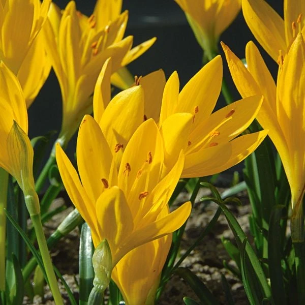 Sternbergia Lutea 2 Sternbergia Lutea - Image 2