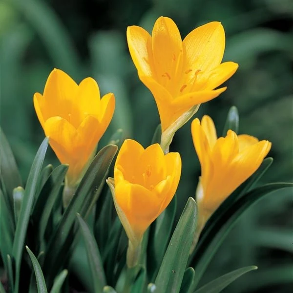 Sternbergia Lutea 3 Sternbergia Lutea - Image 3