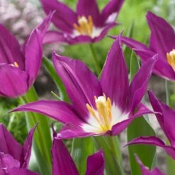 Tulip 'Purple Dream' -Verdelyn Sales x600 22454