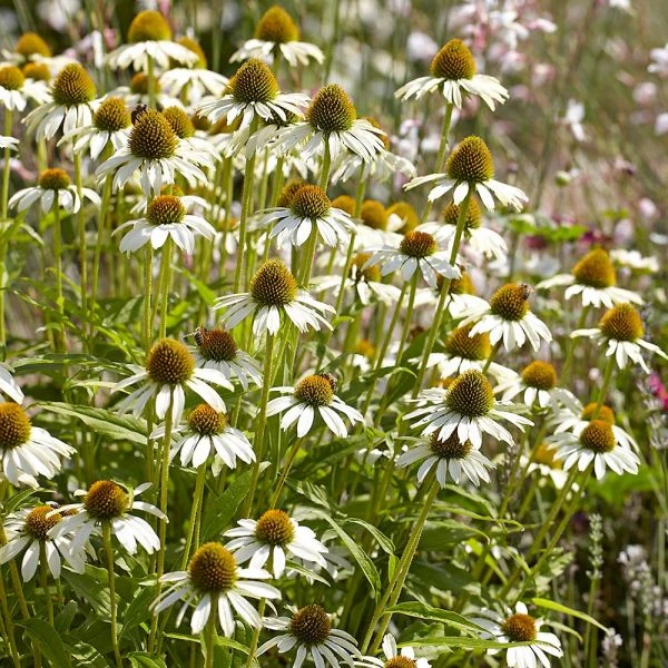 Echinacea Purpurea 'White Swan' 3 Echinacea Purpurea 'White Swan' - Image 3