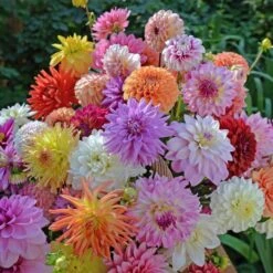 Summertime Splendor Dahlia Collection -Verdelyn Sales x600 22740