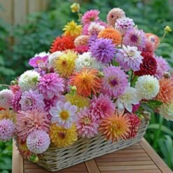 Summertime Splendor Dahlia Collection -Verdelyn Sales x600 22741