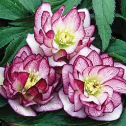 Helleborus Wedding Party® Mix -Verdelyn Sales x600 22747