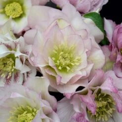 Helleborus Wedding Party® Mix -Verdelyn Sales x600 22748