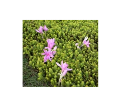 Colchicum 'Waterlily'