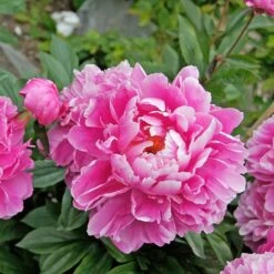 Peony 'Doctor Alexander Fleming' -Verdelyn Sales x600 22801