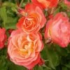 Rose Easy Elegance® Coral Cove