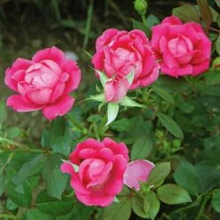 Rose Pink Double Knock Out® -Verdelyn Sales x600 22834