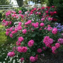Rose Pink Double Knock Out® -Verdelyn Sales x600 22836