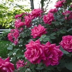 Rose Pink Double Knock Out® -Verdelyn Sales x600 22837