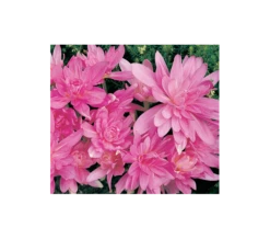 Colchicum 'Waterlily' -Verdelyn Sales x600 230