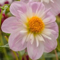 Dahlia 'Teesbrooke Audrey' -Verdelyn Sales x600 23574
